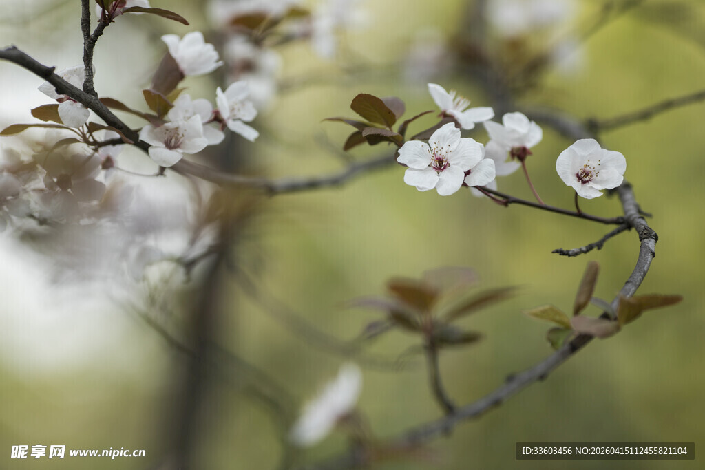 枝头绽放的美丽白色花朵