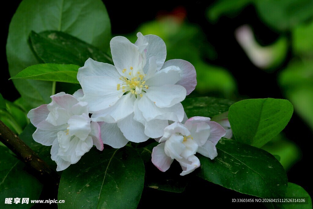 洁白素雅的绽放花朵