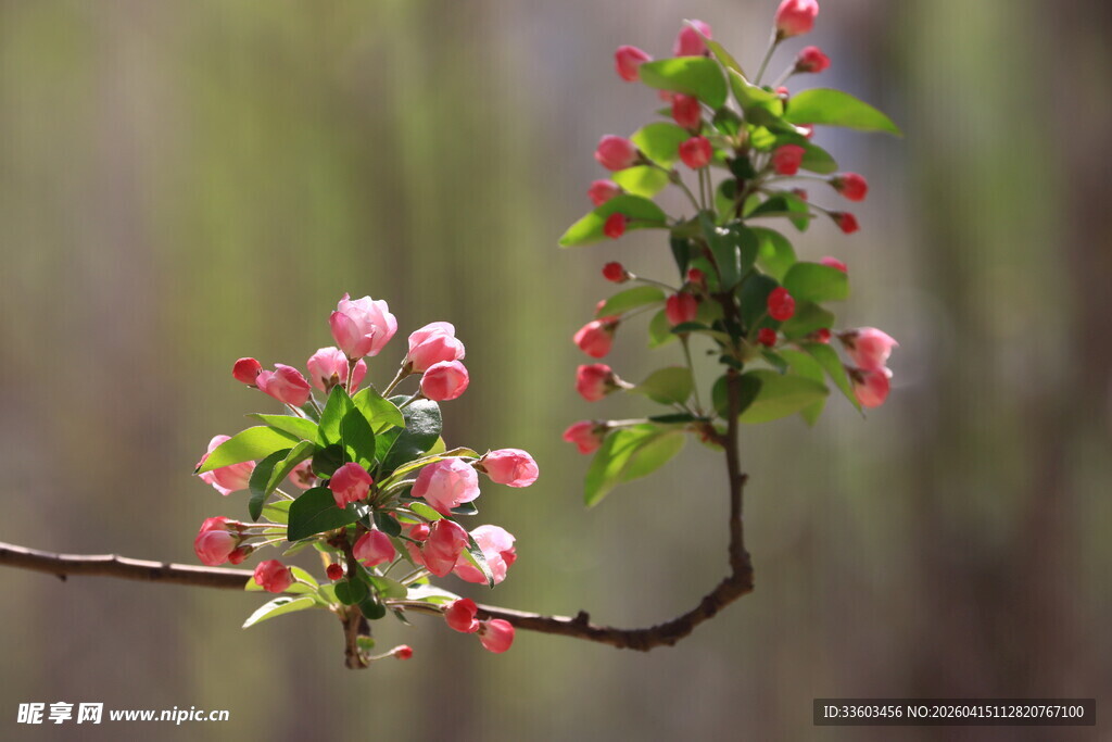 枝头绽放的粉嫩苹果花