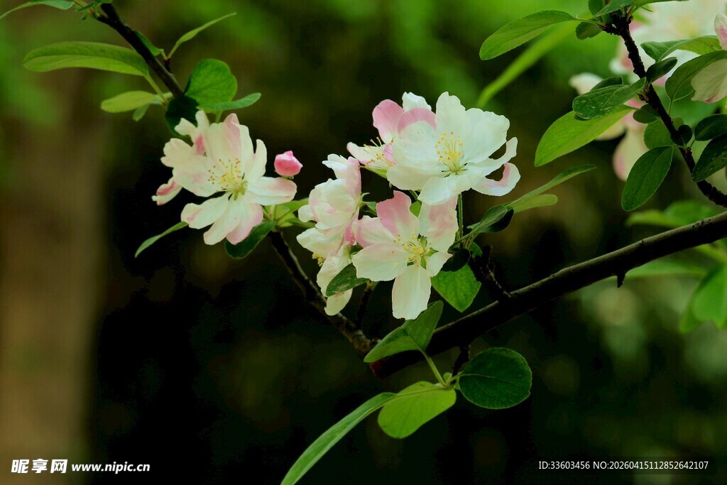 枝头绽放的粉嫩苹果花