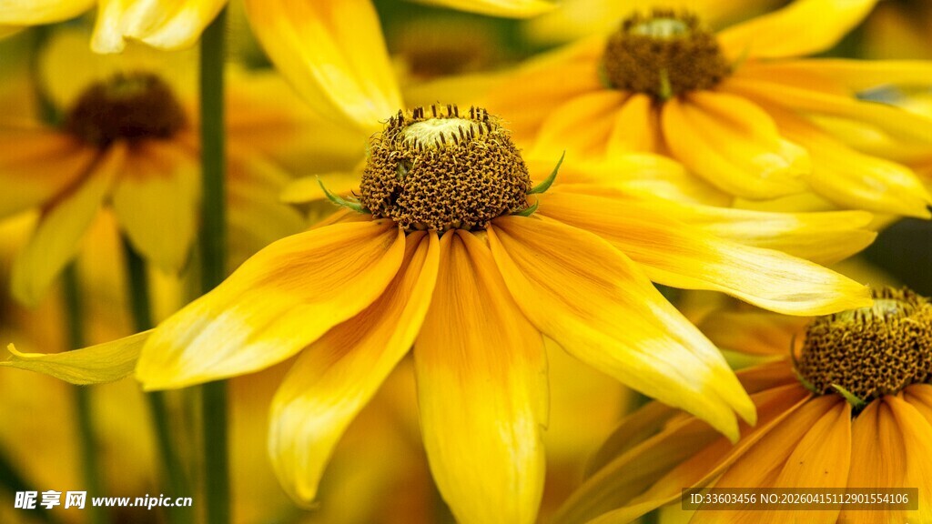 金黄黑心菊绽放画面