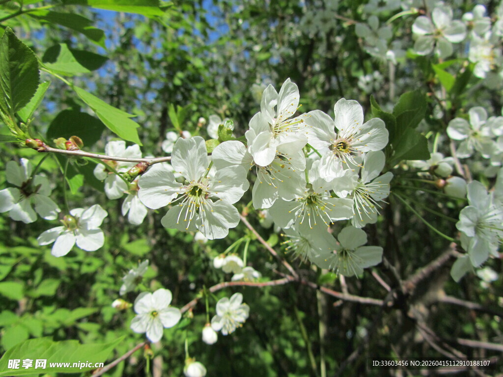 枝头绽放的洁白花朵