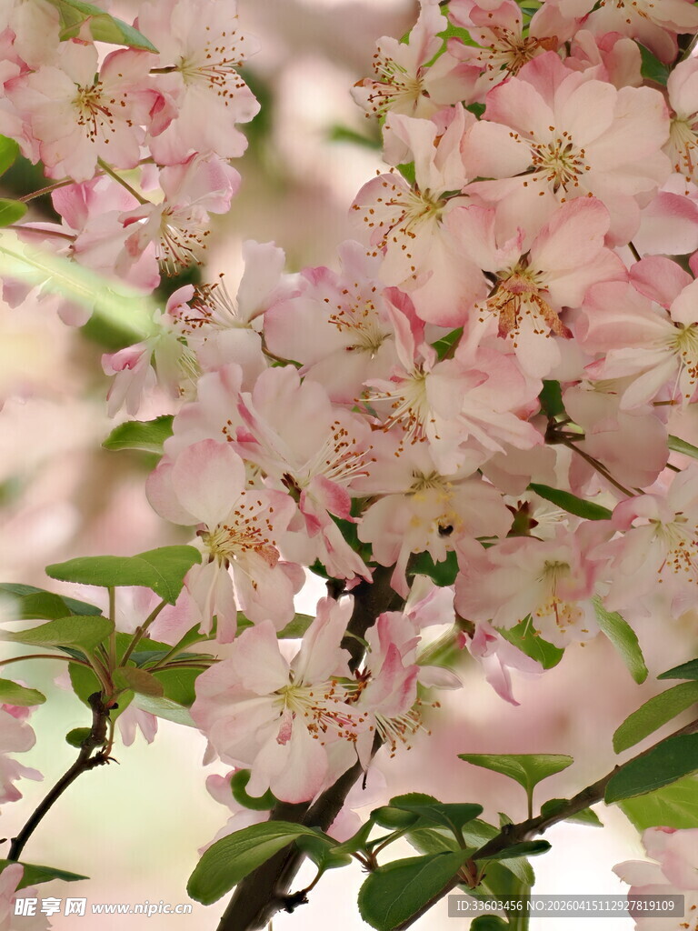 粉嫩樱花绽放枝头