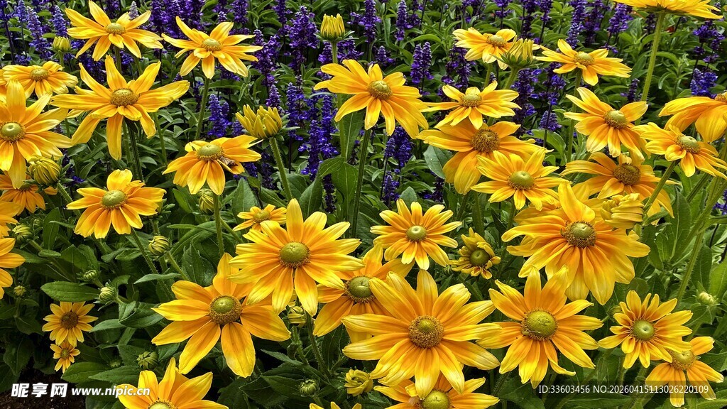 金黄灿烂的美丽小菊花