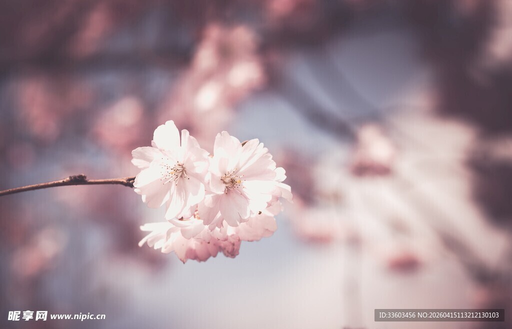 粉嫩樱花绽放枝头