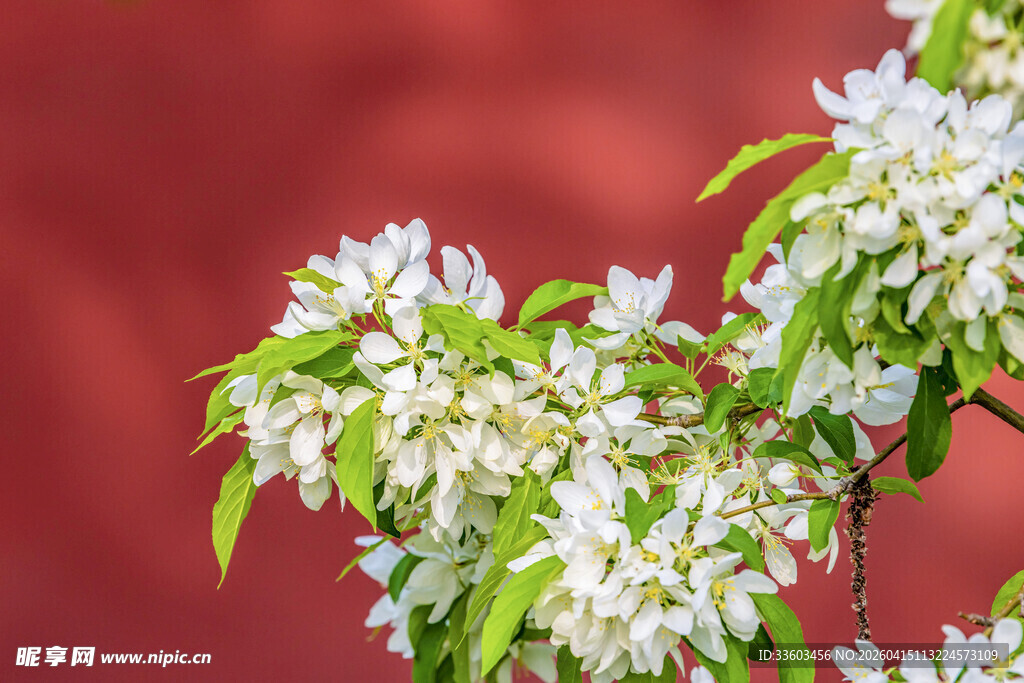 白色繁花枝头绽放