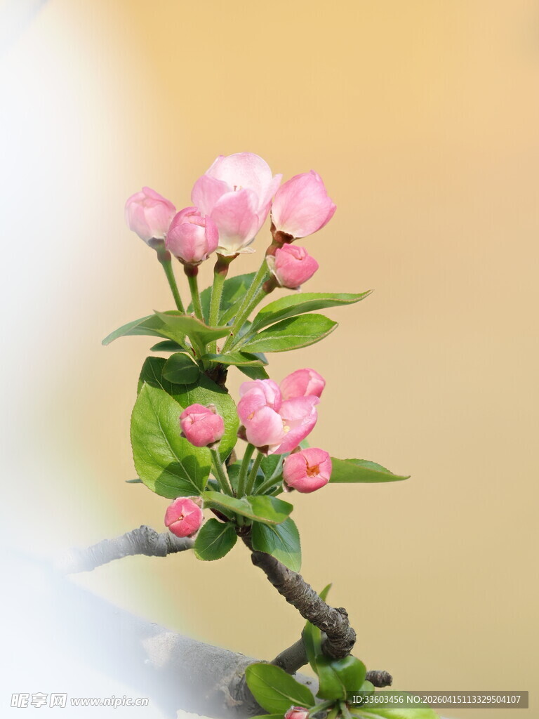 娇艳粉色花枝绽放