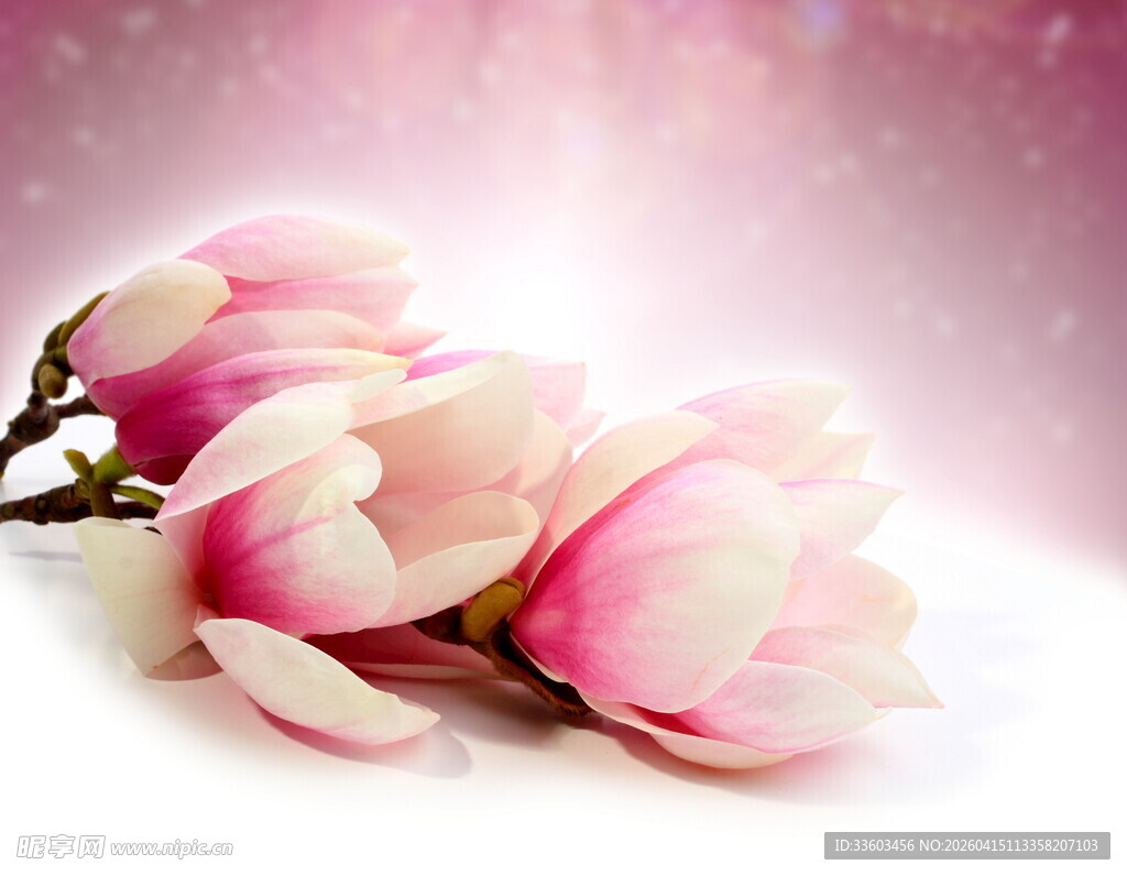 娇艳玉兰花绽放