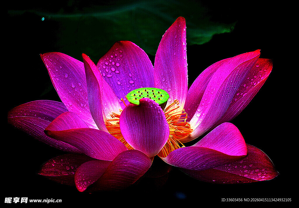 梦幻紫色莲花绽放