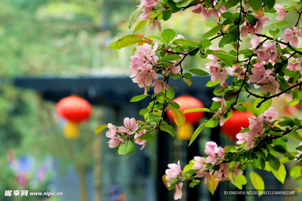繁花枝头挂红灯