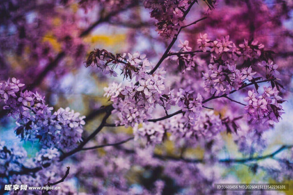 梦幻紫花绽放枝头