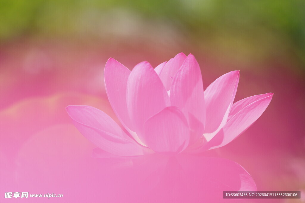 娇艳粉色莲花特写