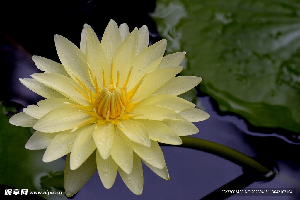 黄色睡莲特写