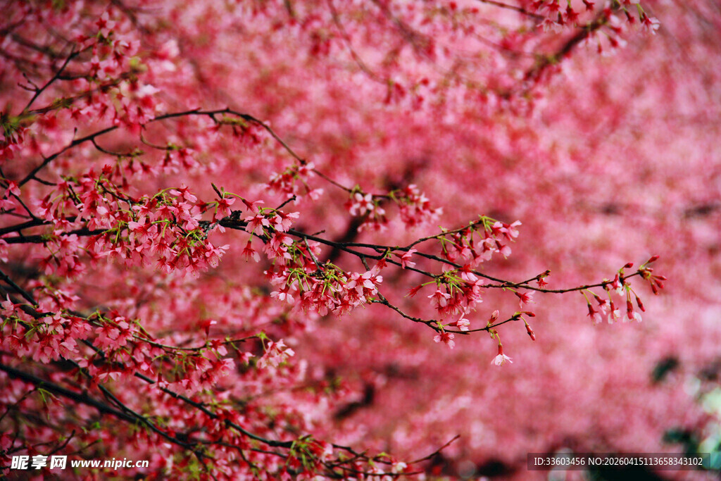烂漫粉色花枝美如画