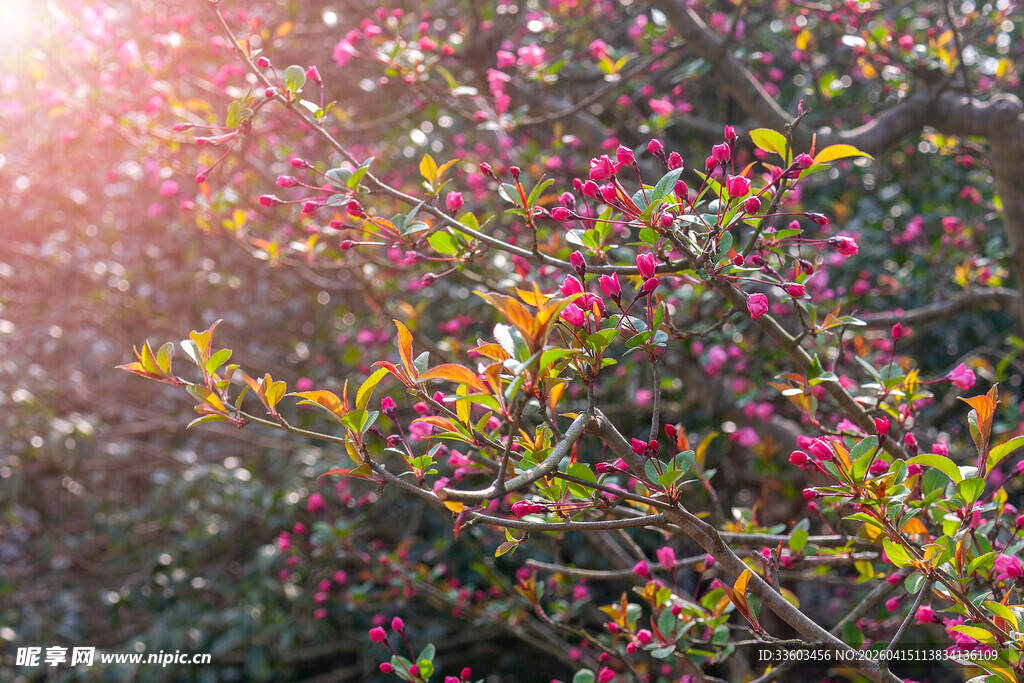 阳光下绚烂多彩的花卉植物