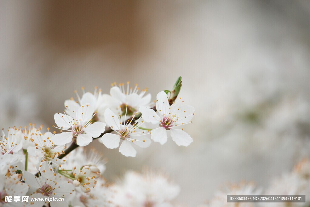 绽放的白色花朵