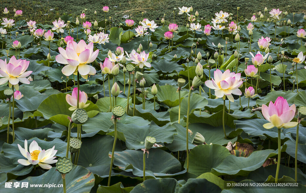 夏日荷塘荷花绽放美景