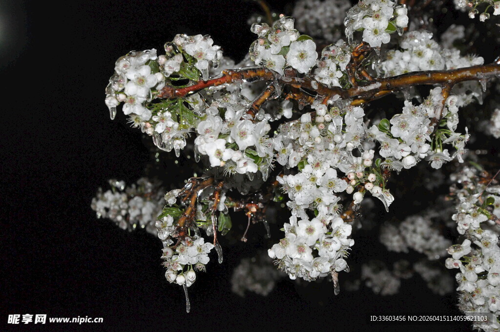 夜下绽放的美丽樱花