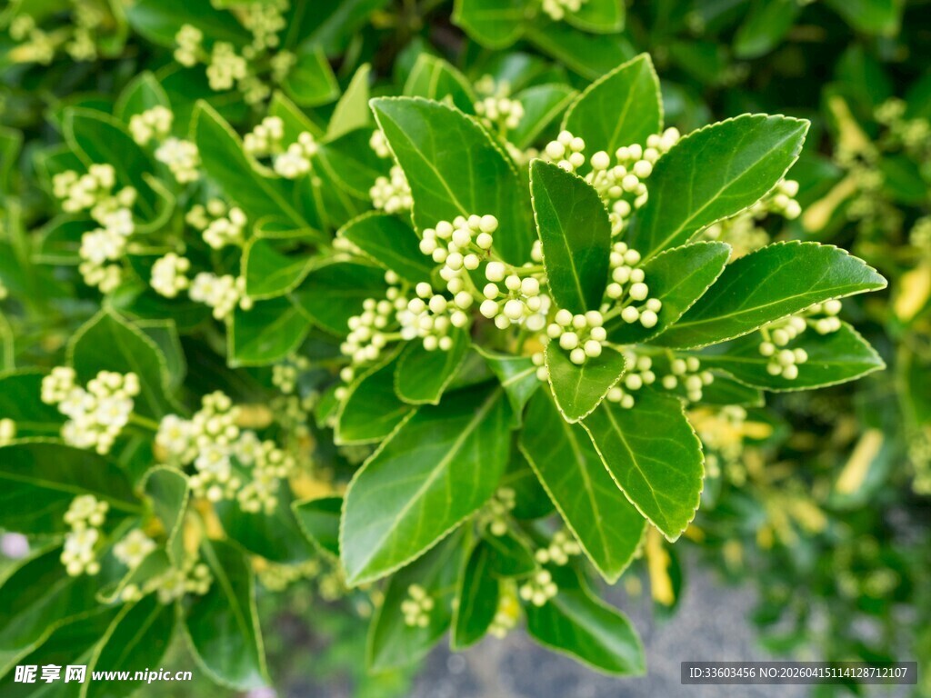 绿叶丛中绽放的白色小花