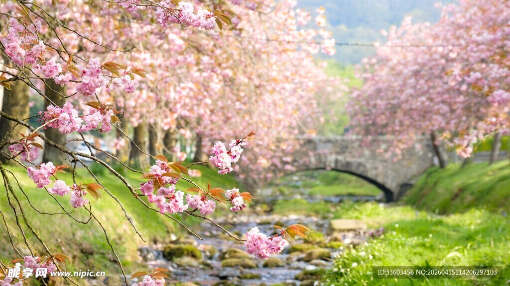 春日烂漫樱花溪边美景