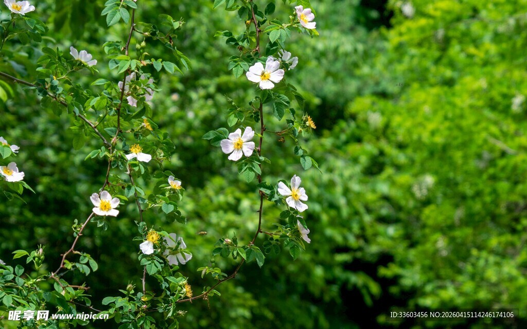 绿叶间绽放的白色小花
