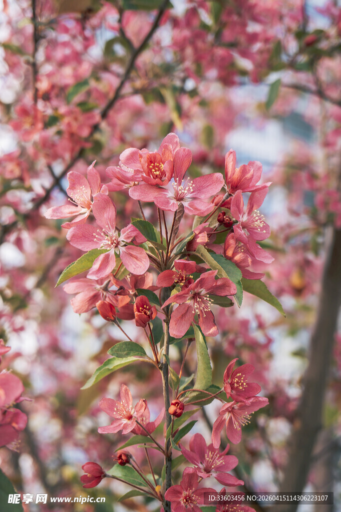 盛开的粉色繁花