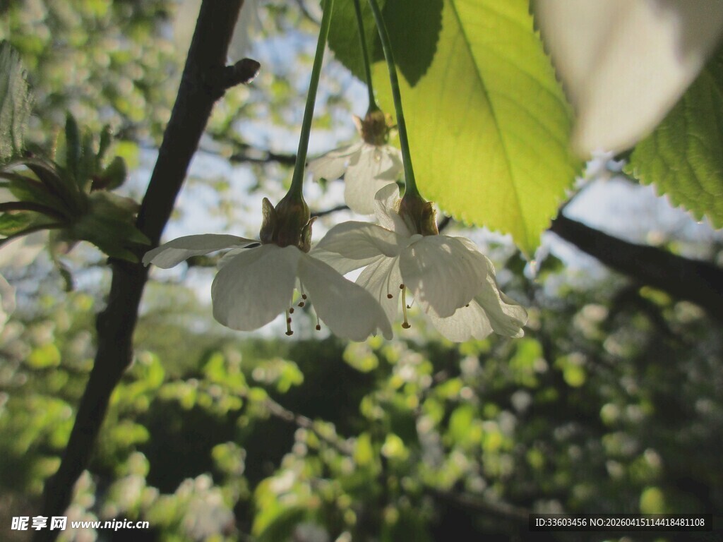 绿叶间绽放的白色花朵