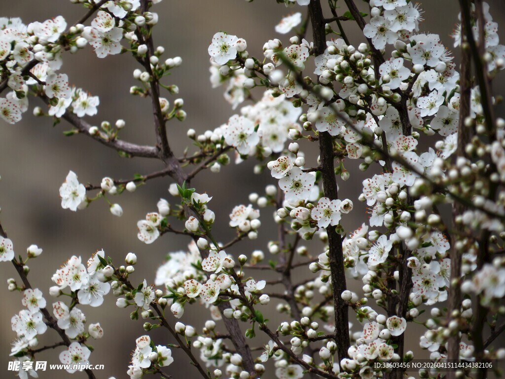 枝头绽放的洁白花朵