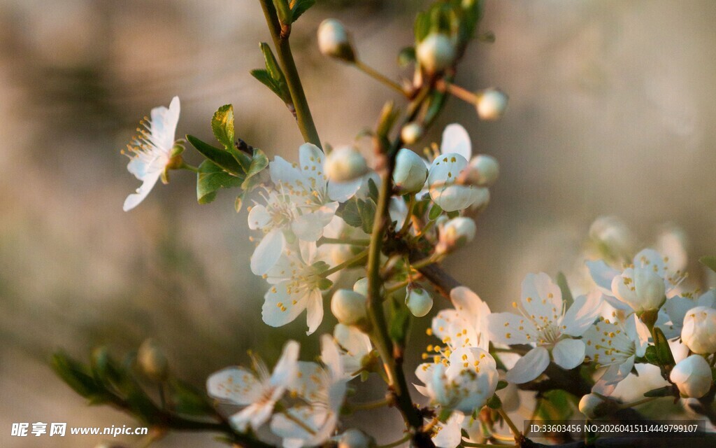 枝头绽放的素雅白色小花
