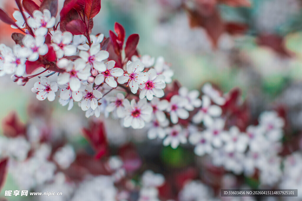 枝头绽放的红白相间花朵