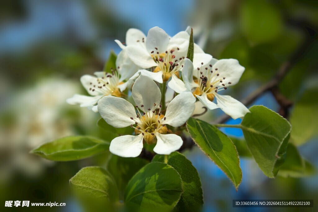 洁白梨花绽放枝头