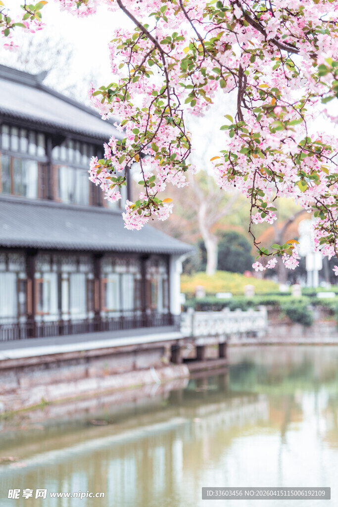 河畔古建旁绽放的烂漫樱花