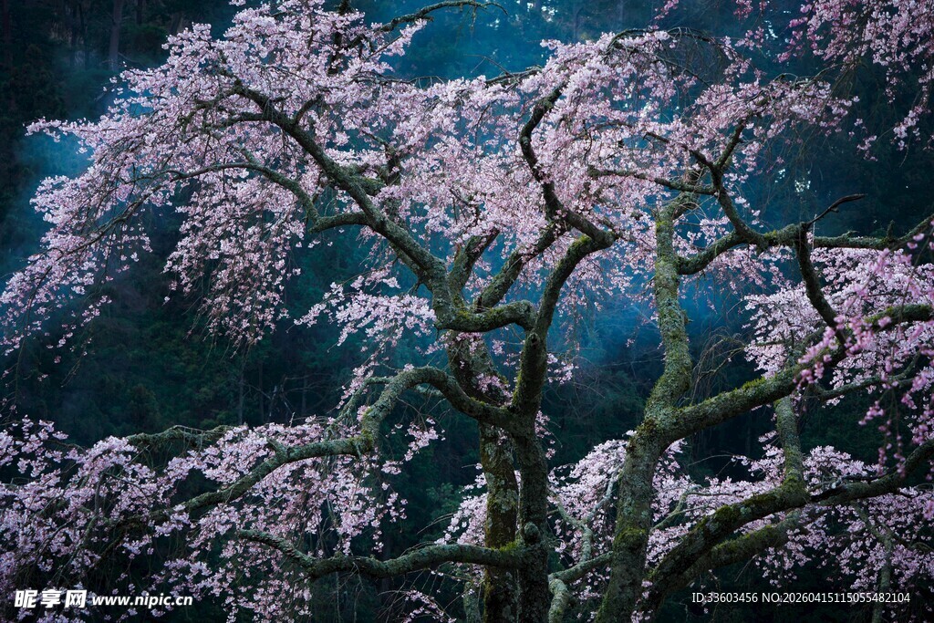 梦幻盛开的绚烂樱花树