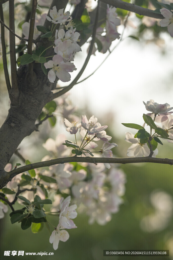 枝头绽放的洁白苹果花