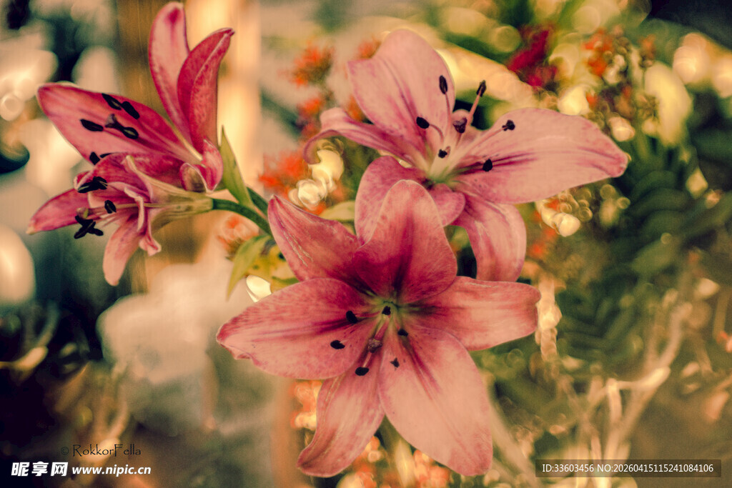 娇艳粉色百合花绽放