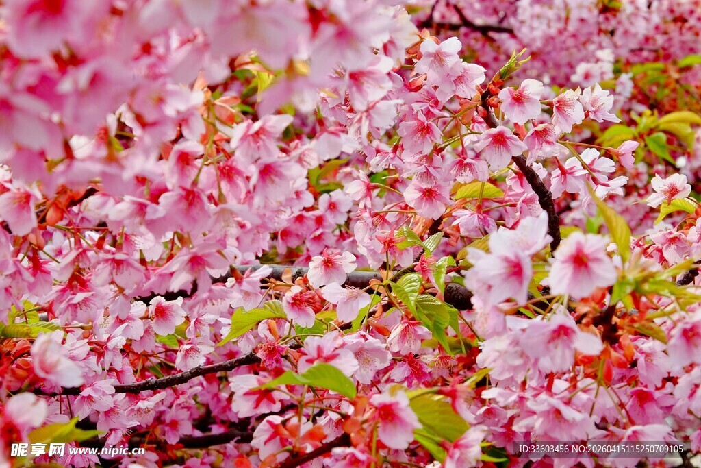 烂漫樱花绽放枝头