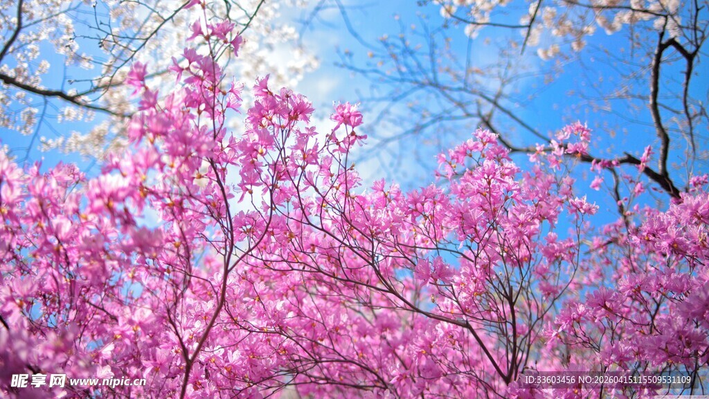 春日烂漫樱花绽放