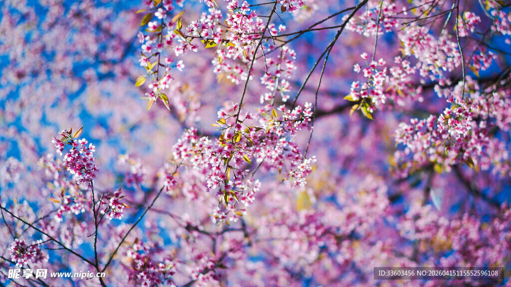 烂漫樱花绽放枝头