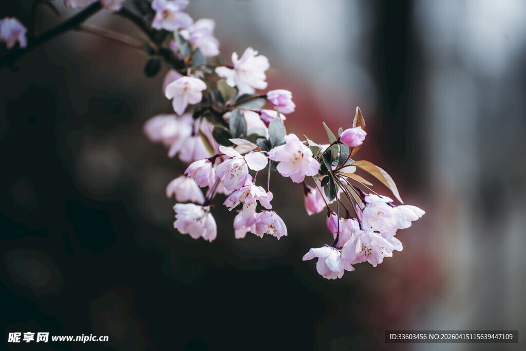 枝头绽放的粉嫩樱花