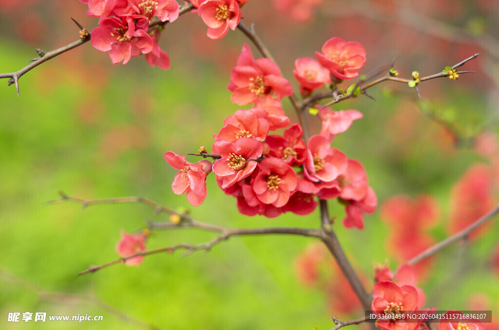 枝头绽放的艳丽红花朵