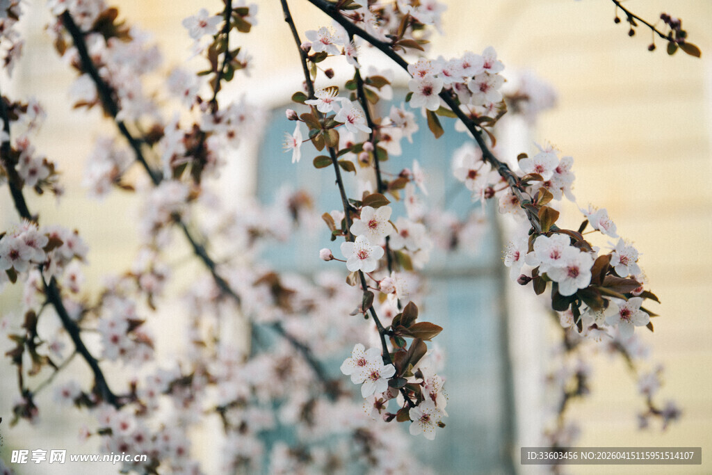 枝头绽放的烂漫春花
