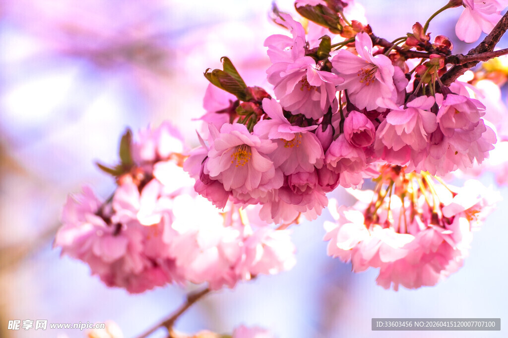 枝头烂漫樱花绽放