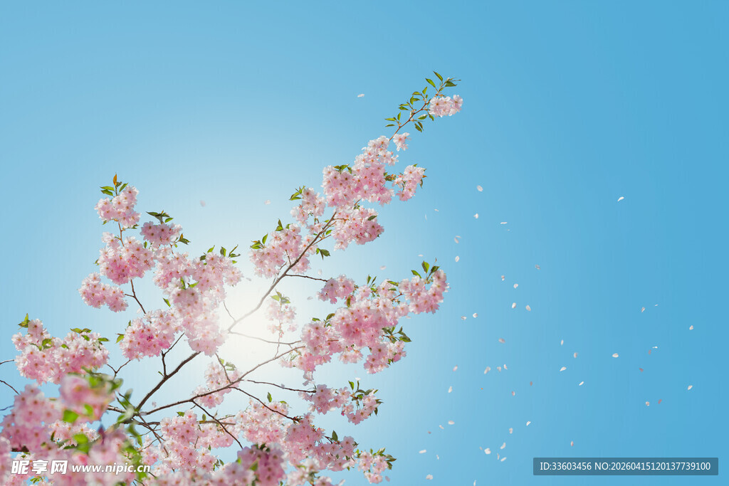 蓝天映衬下的烂漫樱花