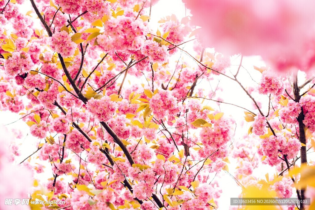 烂漫樱花绽放美景