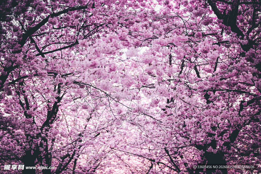 浪漫粉色樱花树林景观