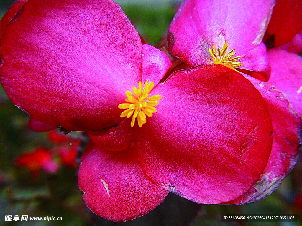 娇艳欲滴的玫红秋海棠