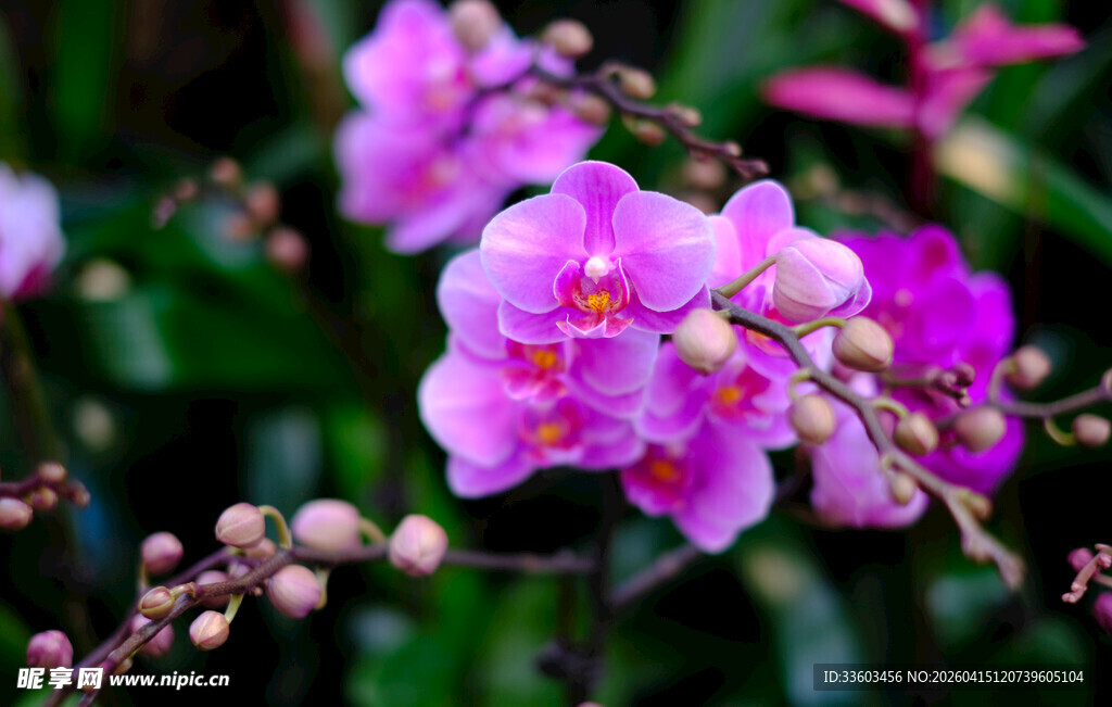 娇艳粉色兰花绽放