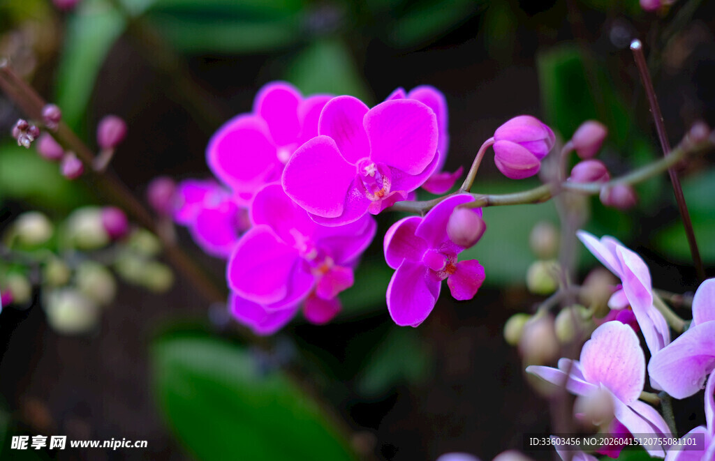 娇艳粉色兰花绽放