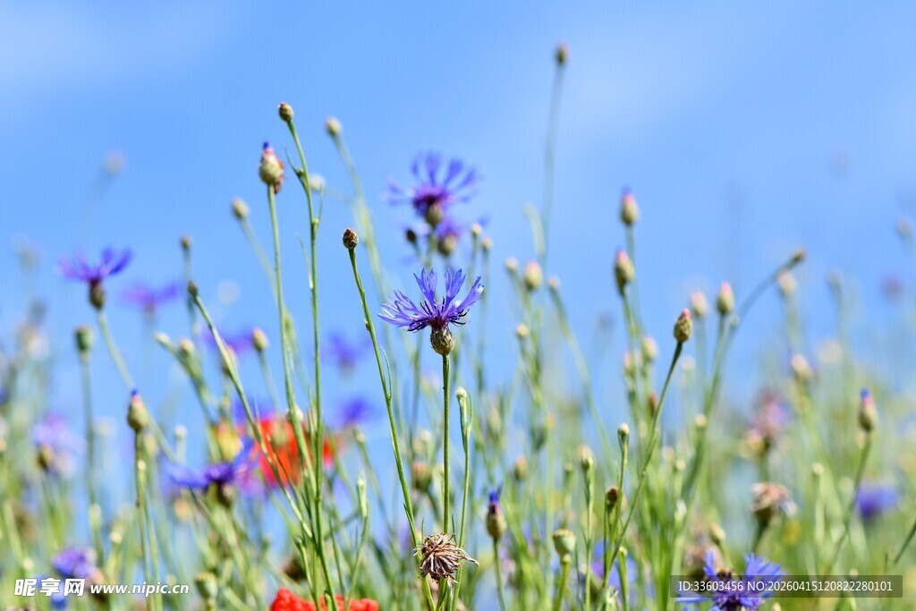 蓝天下的绚烂野花