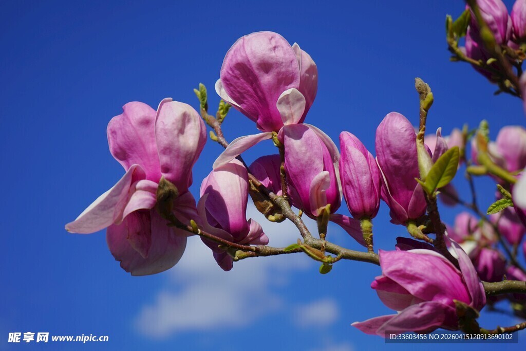 蓝天映衬下的娇艳玉兰花